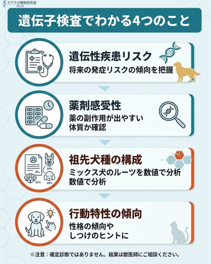 遺伝子検査でわかる4つのことを図解。遺伝性疾患リスク、薬剤感受性、祖先犬種の構成、行動特性の傾向を整理