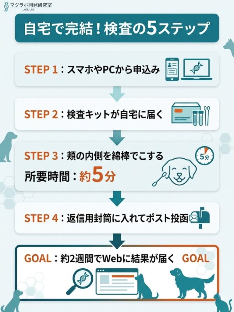 犬の遺伝子検査の手順5ステップを図解。スマホでの申込みからキット到着、粘膜採取、ポスト投函、結果確認までの流れ