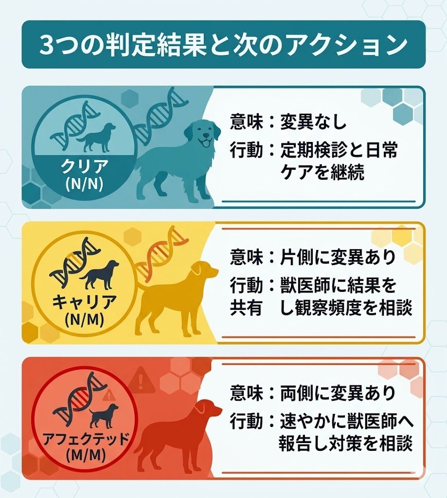 遺伝子検査の3つの判定結果と次のアクションを図解。クリア、キャリア、アフェクテッドの意味と飼い主が取るべき対応