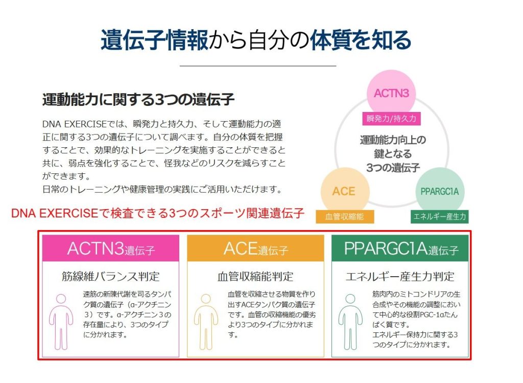 DNA EXERCISEで検査できる3つのスポーツ関連遺伝子
